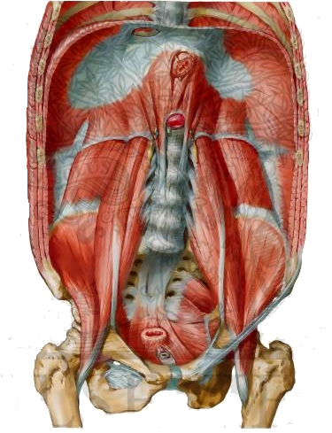 diaphragm-and-iliopsoas