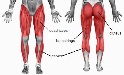 足の筋肉の説明