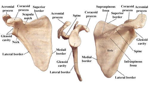 肩甲骨のイメージ画像