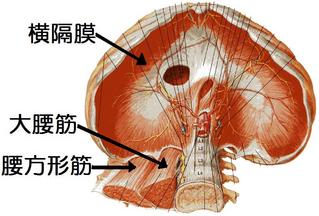 横隔膜の解剖図