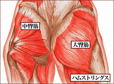 臀部の筋肉群