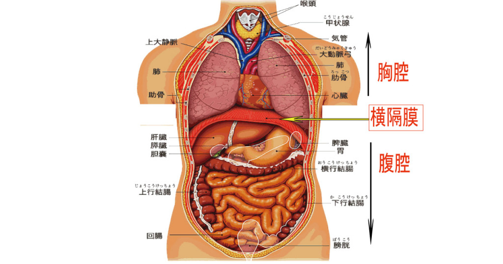 横隔膜周囲の内臓