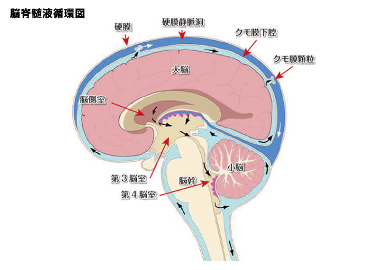 脳脊髄液循環図