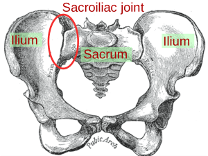 仙腸関節の解剖