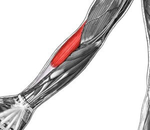 腕撓骨筋の説明