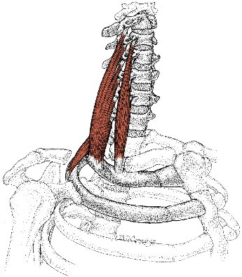 斜角筋の解剖図
