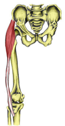 大腿筋膜張筋の解剖図