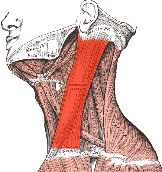 胸鎖乳突筋の解剖