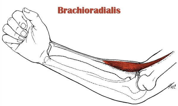 腕撓骨筋の解剖図