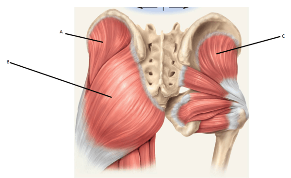 臀筋群の解剖