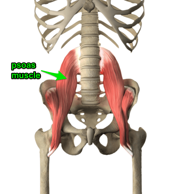 大腰筋の解剖図